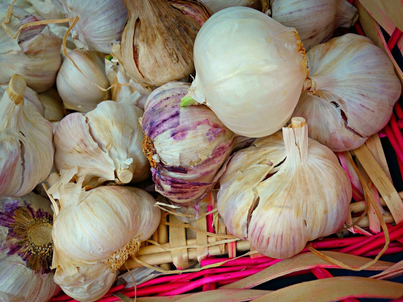 Los ajos siempre han sido un tradicional antibiótico natural