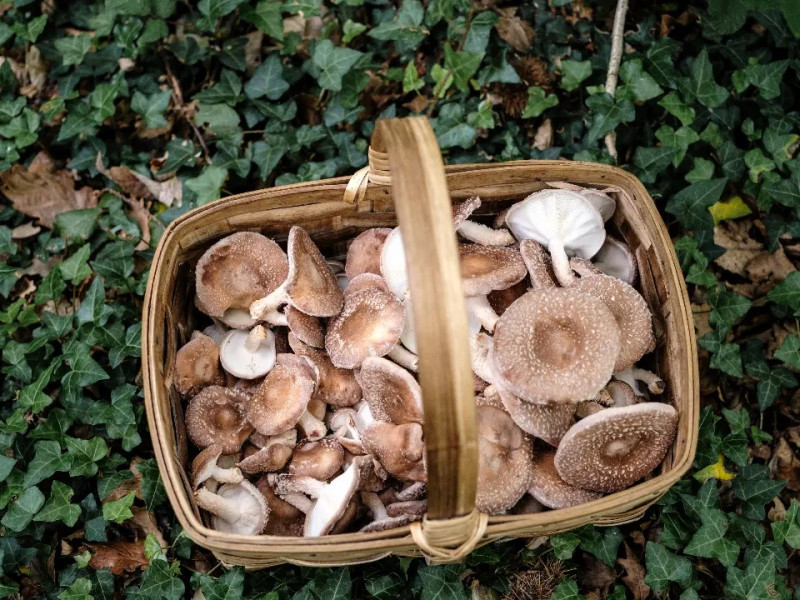 Recolecta del shiitake en Belmonte de Miranda (Asturias)