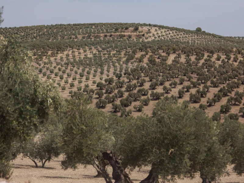 El olivar de secano, uno de los grandes afectados por la sequía