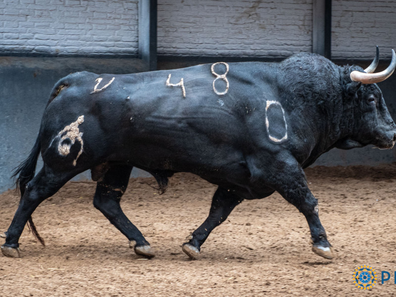 2º.- Nº 48, SOPLÓN, NEGRO , 557 KG