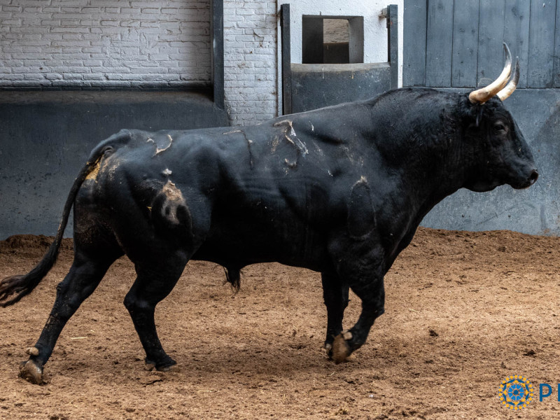 3º.- Nº 73, MESTIZO, NEGRO , 553 KG