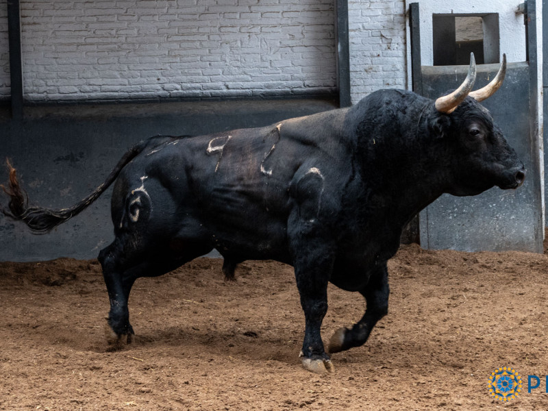 4º.- Nº 92, TURULATO, NEGRO LISTÓN CHORREADO , 565 KG