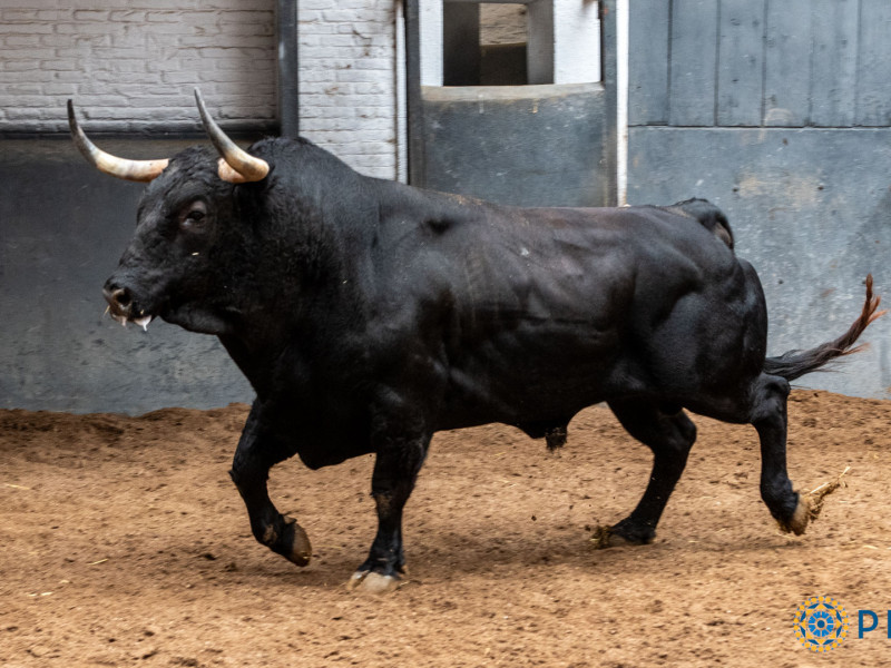 5º.- Nº 70, INFRACTOR, NEGRO LISTÓN , 556 KG