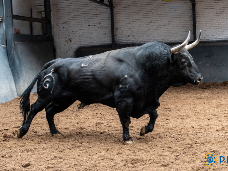 6º.- Nº 21, ZALAGARDA, NEGRO , 561 KG