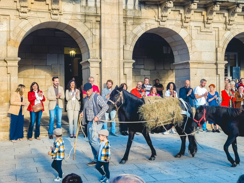 El desfile de ganado a su paso por la Praza Maior