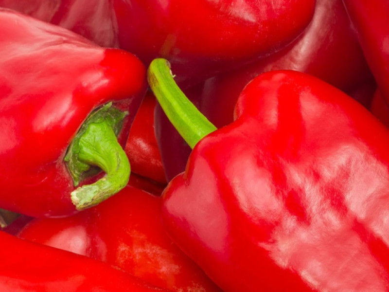 El pimiento reduce su cosecha en el campo riojano por el excesivo calor y el granizo