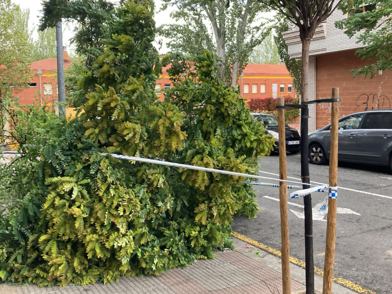 Caída de árboles en Logroño