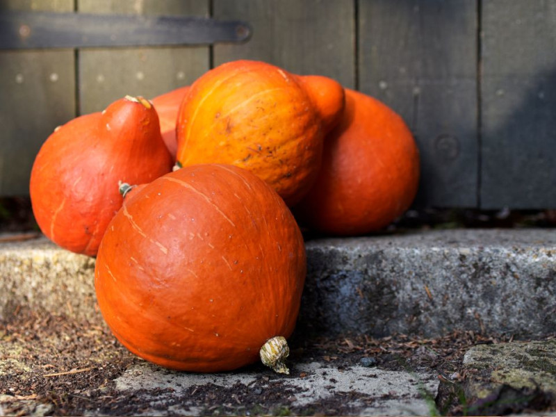 Calabaza potimarron