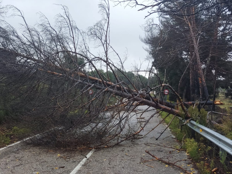 Árbol caído por el temporal en una carretera de Zamora