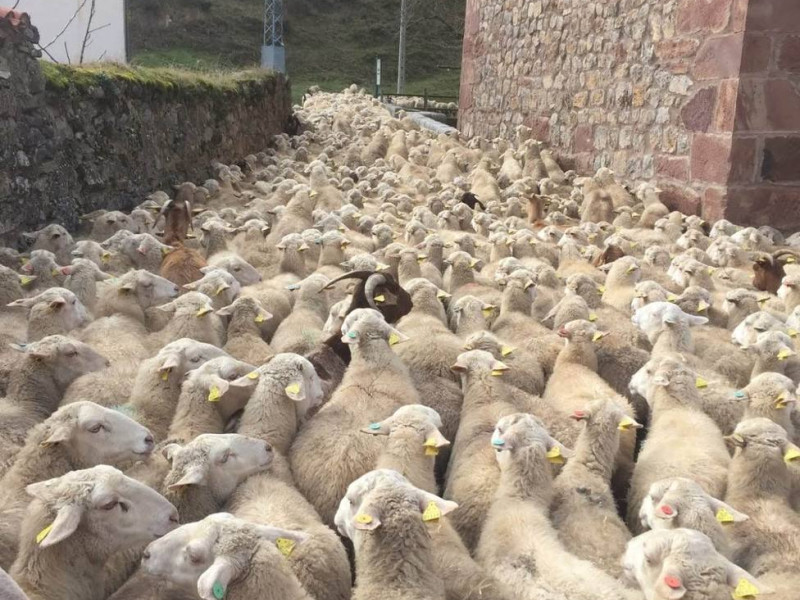 La trashumancia, una tradición ancestral