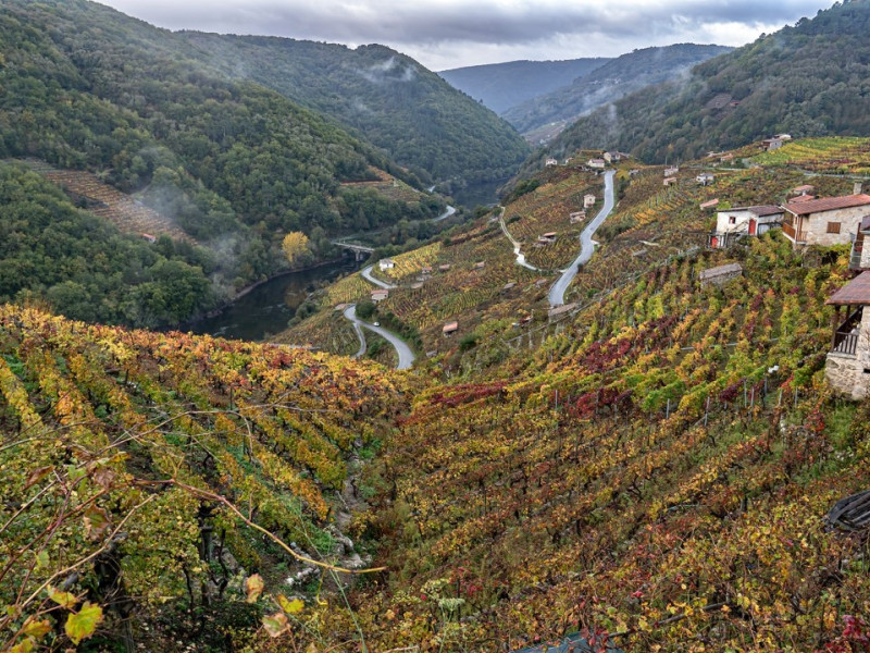 Winnice w Ribeira Sacra rozmieszczone są tarasowo