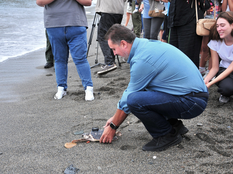 Liberación de tortugas bobas en La Herradura