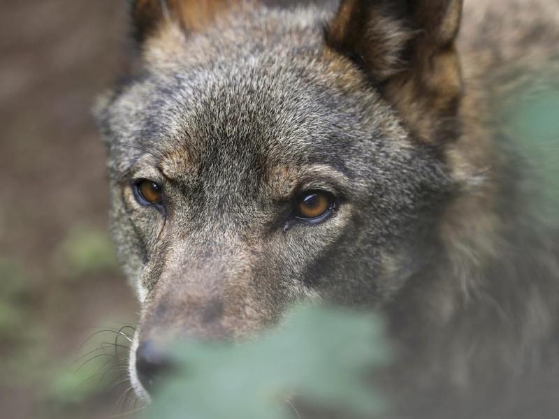 Lobo Ibérico (Archivo)