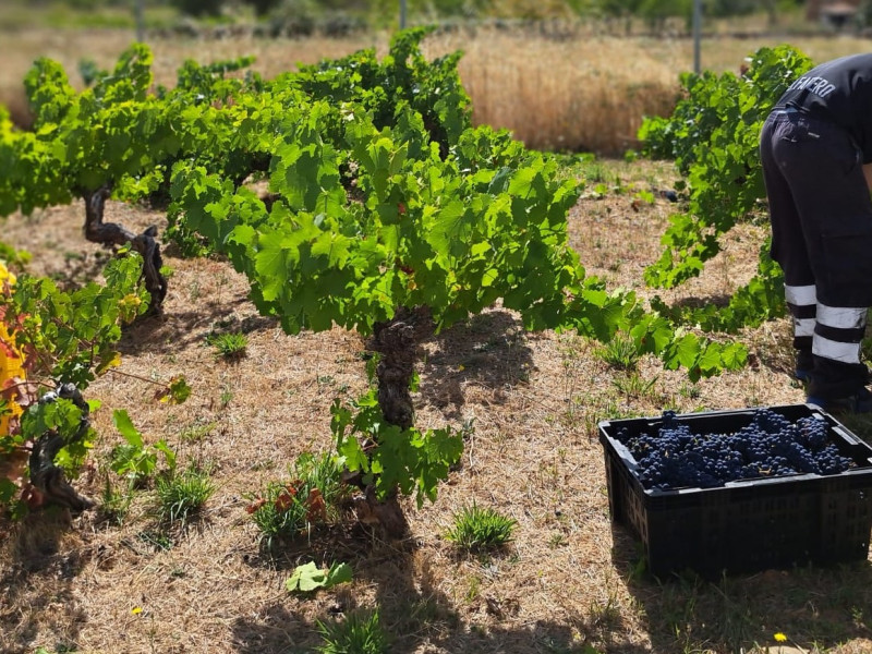 Vendimia de la DO Bierzo 2024 (2)