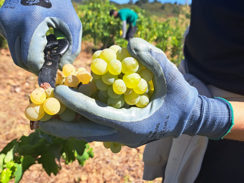 Vendimia de la DO Bierzo 2024 (3)