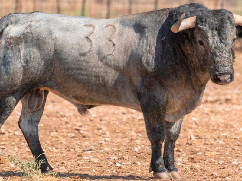 Toro de Victorino Martín reseñado para Jaén