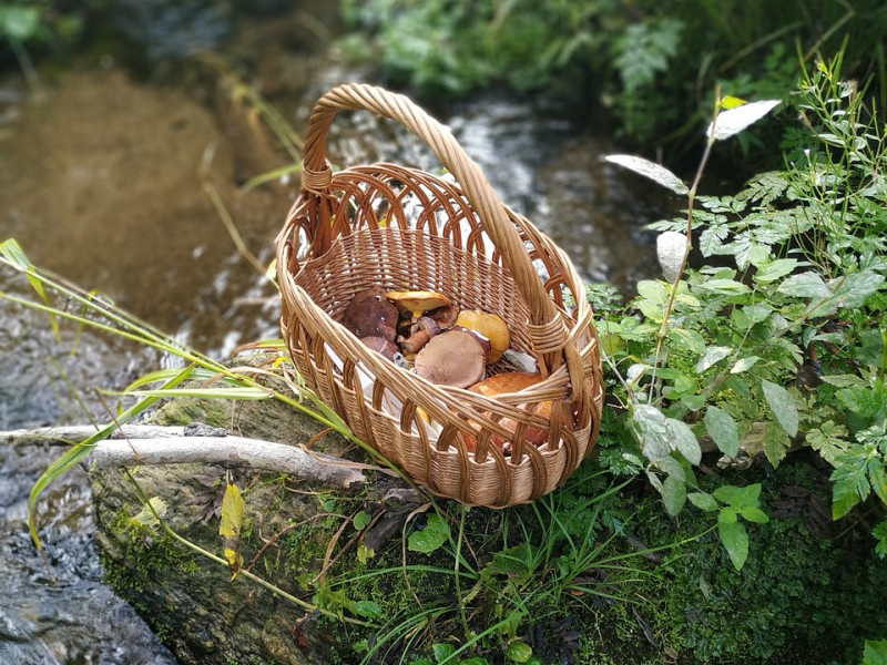 Recolección de setas en Jaén: Guía imprescindible para disfrutar de la micología sin riesgos