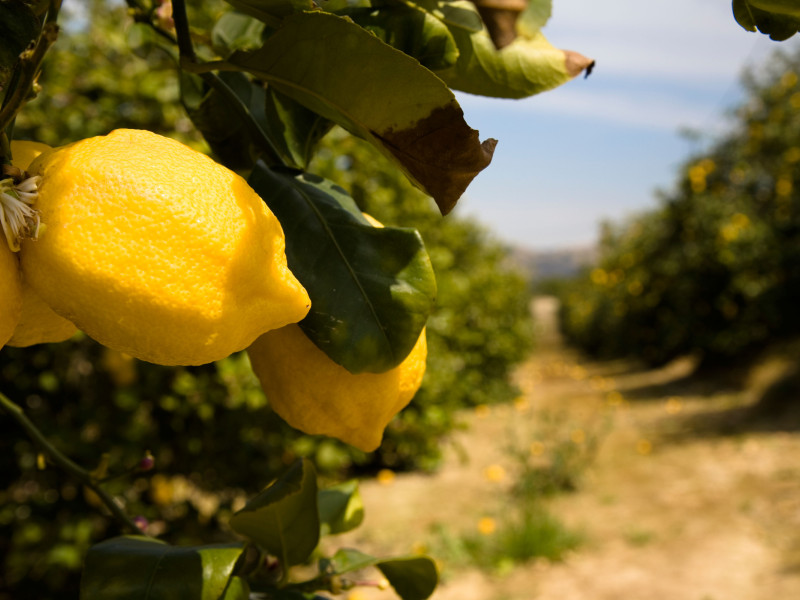 Murcia es la región con más limoneros