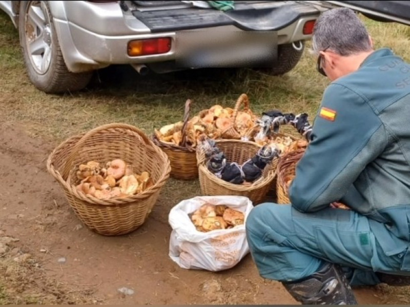 Operación Boletus