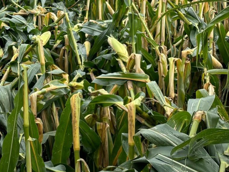 Plantas de maíz rotas por la fuerza del viento del Kirk