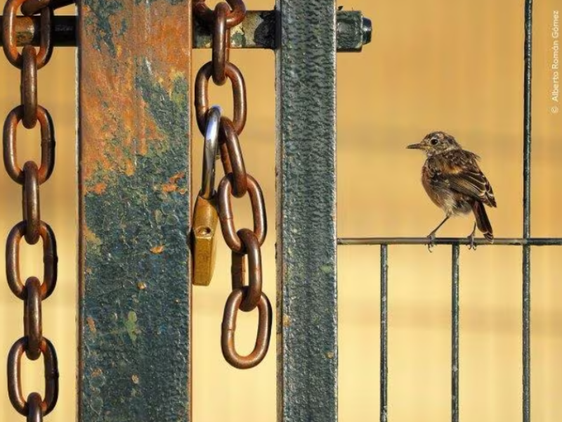 Alberto Román Gómez Hombre, Wildlife Photographer of the Year