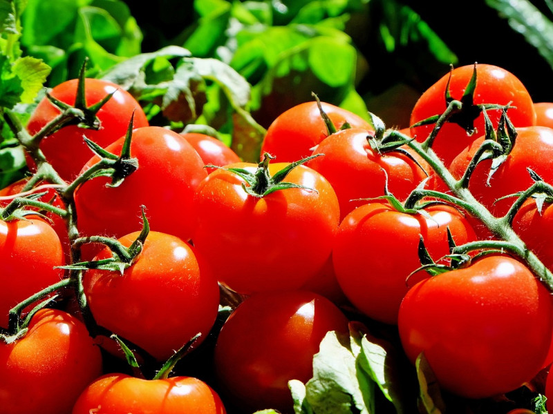 El tomate es antioxidante