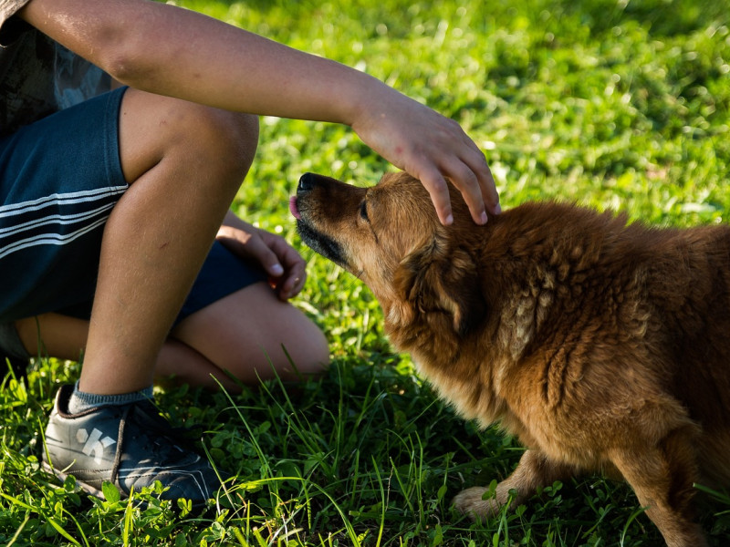 Así te localizan para multarte por dejar heces de tu perro en la calle: "Sabemos color, tamaño, raza y sexo"