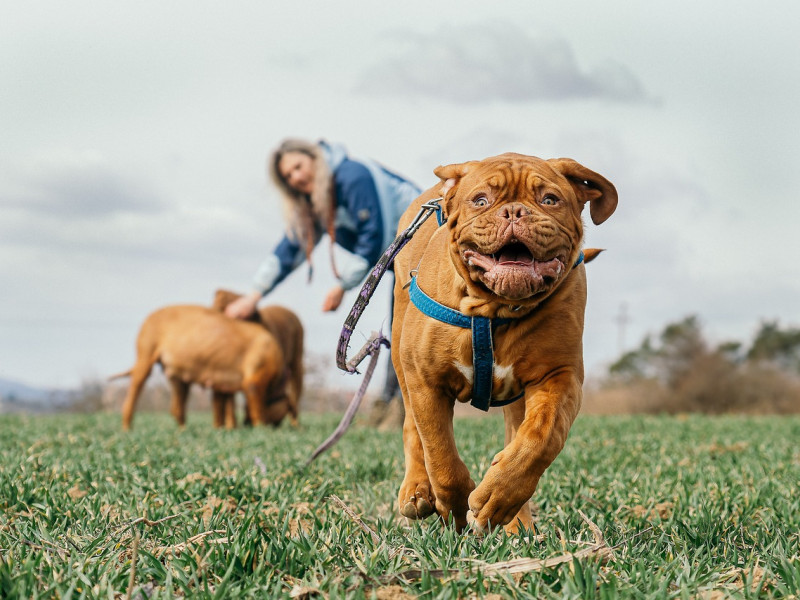 Paseo con perros