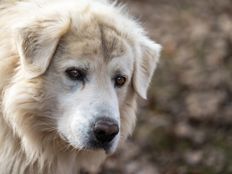 El perro pastor se deja seducir de una forma fácil gracias a su inactividad