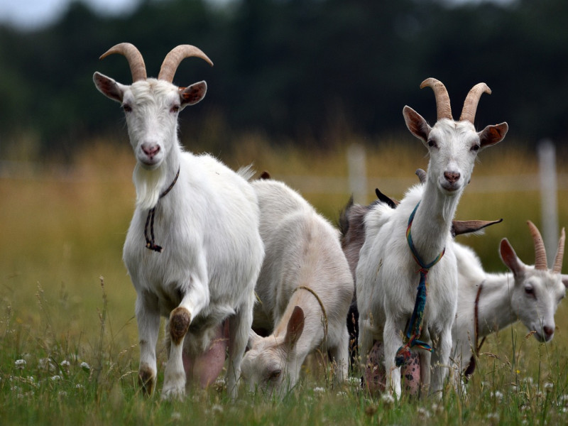 Cabras de un rebaño del Pirineo