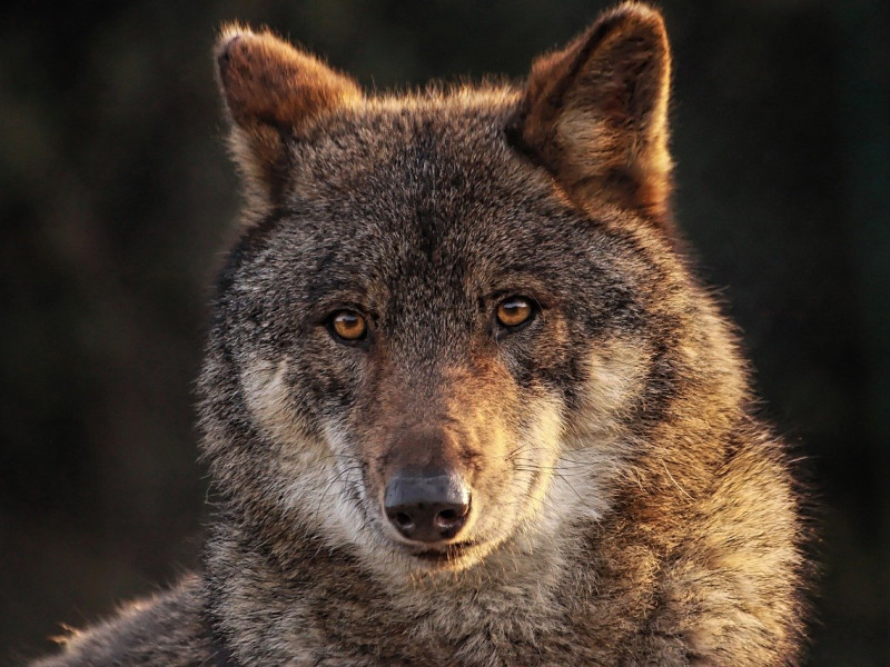 Aún no se puede confirmar que el lobo esté reintroducido en Cataluña