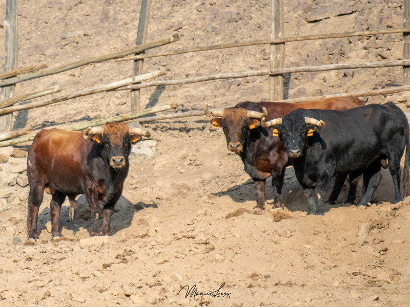 Toros de El Pilar para Lima (Perú)