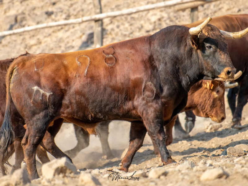 Toros de El Pilar para Lima (Perú)