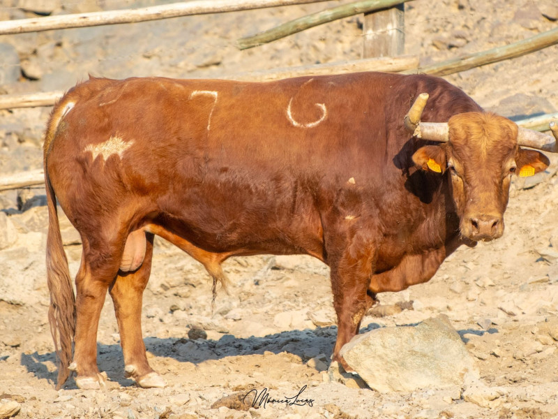 Toros de El Pilar para Lima (Perú)