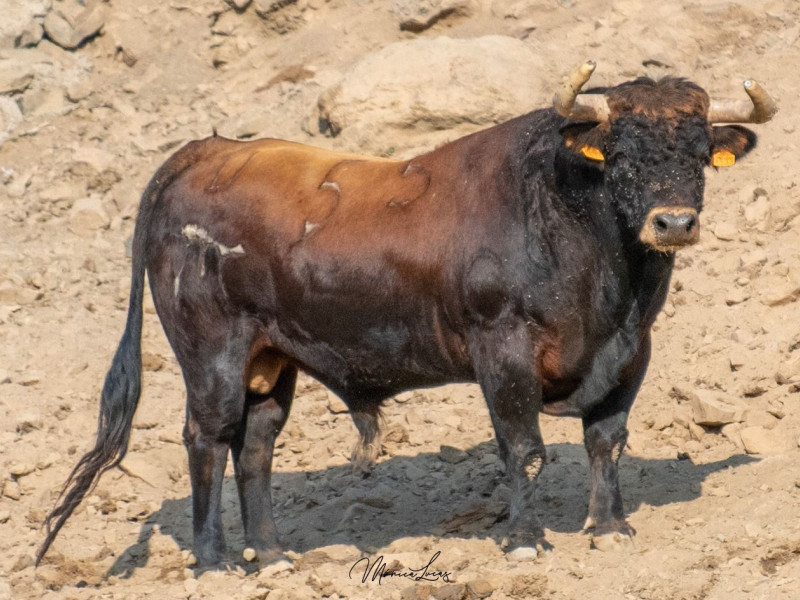 Toros de El Pilar para Lima (Perú)