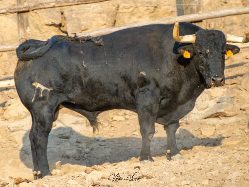 Toros de El Pilar para Lima (Perú)