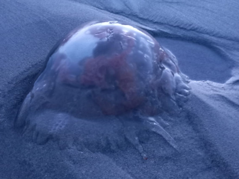 Rhizostoma en la Playa de Remior, en Barreiros (Lugo)