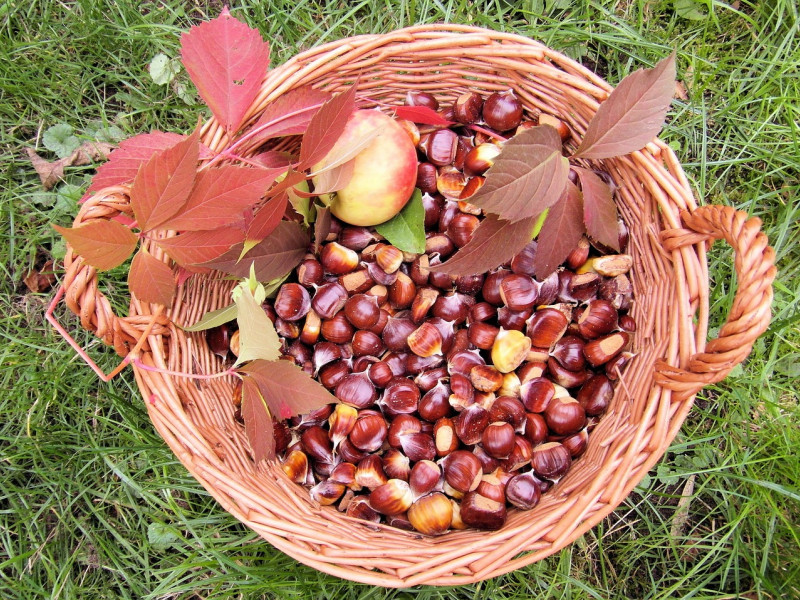 Las castañas, que empiezan a recolectarse en octubre, son un fruto seco con un perfil nutricional único: bajas en grasas y ricas en hidratos de carbono