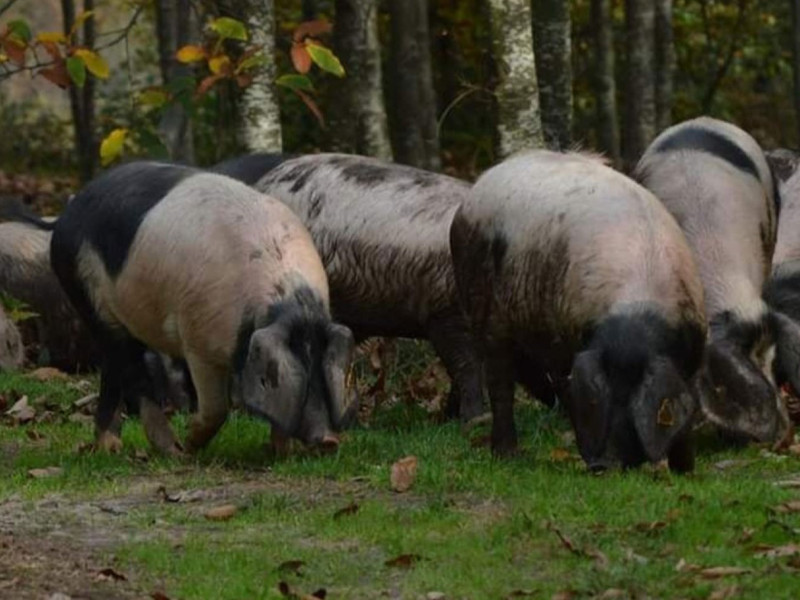 El cerdo se alimenta de bellotas, castañas y de restos de la producción agrícola