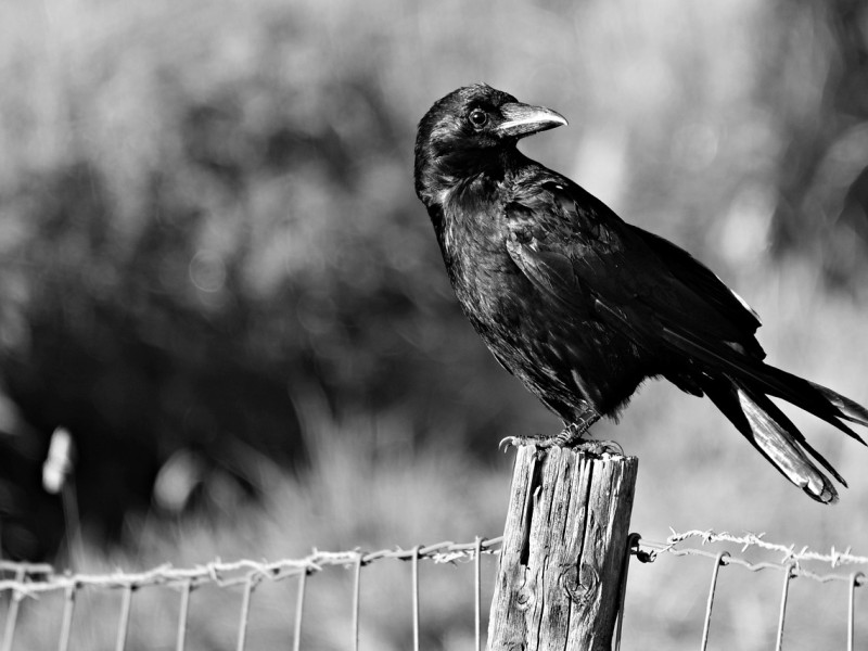 La tradición decía que los pájaros pueden traer buenos o malos augurios