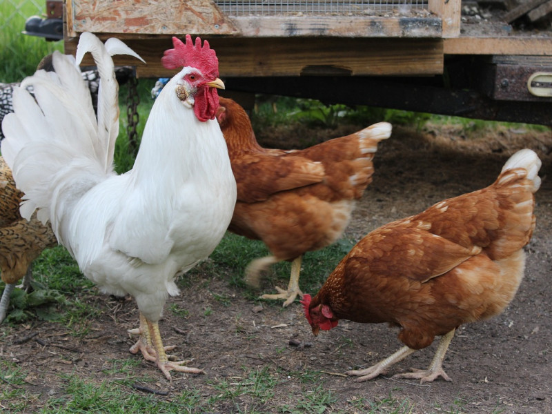 Cada vez más el bienestar animal es prioritario en las granjas