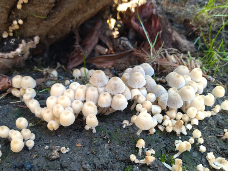 Coprinellus disseminatus