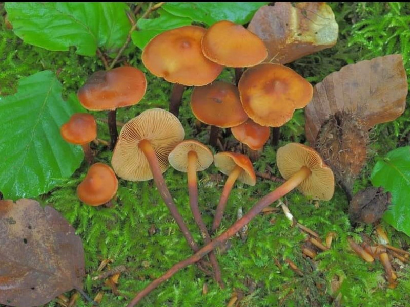 Phaeocollybia jenneiae