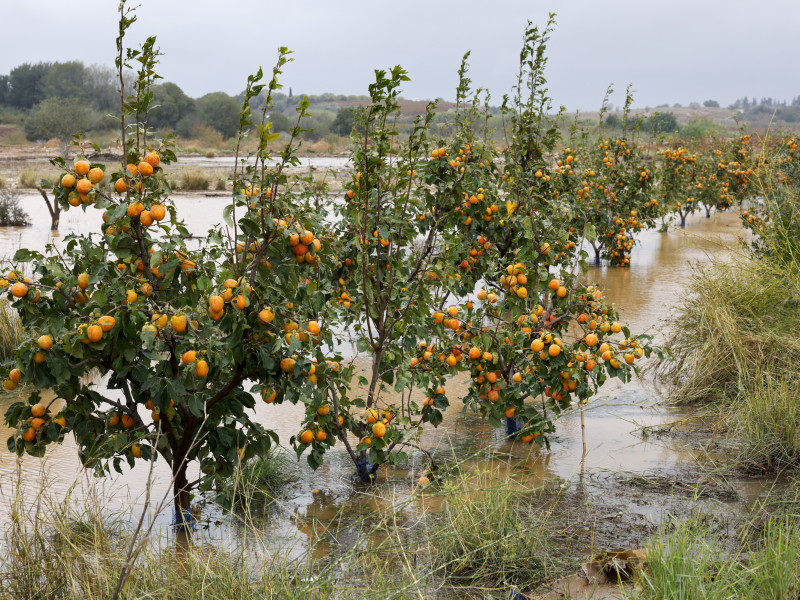 Vista general de un campo de naranjos anegado debido a las lluvias torrenciales que afectan a la Comunitat Valenciana, y especialmente a la provincia de Valencia, en la que se ha establecido el aviso rojo