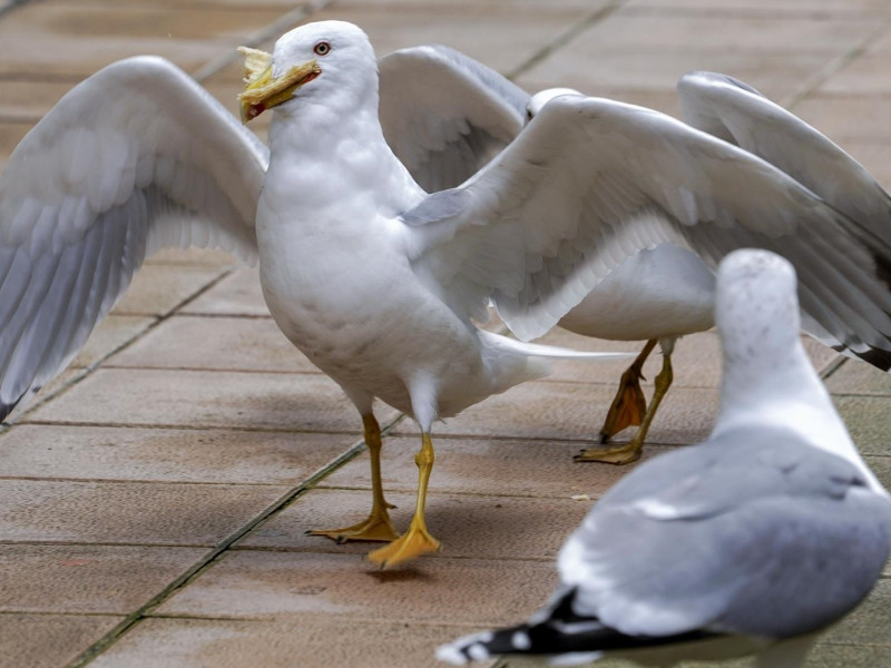 Gaviotas se pelean por un trozo de empanada en una terraza hostelera