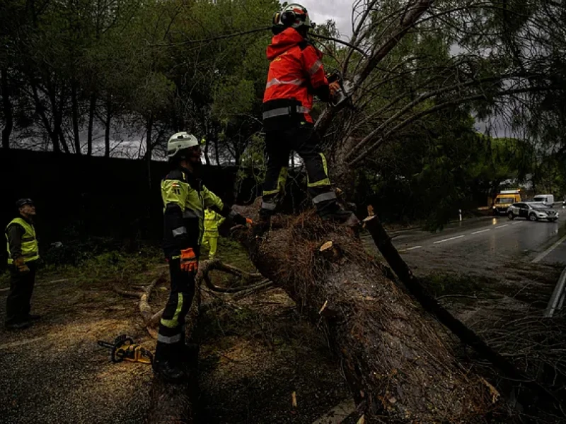 Bomberos retiran un árbol en la carretera A-7052 en Alhaurín de la Torre