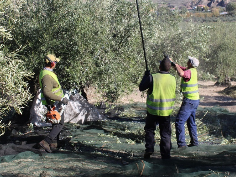 Cáritas Jaén activa su dispositivo de apoyo a temporeros durante la campaña de la aceituna