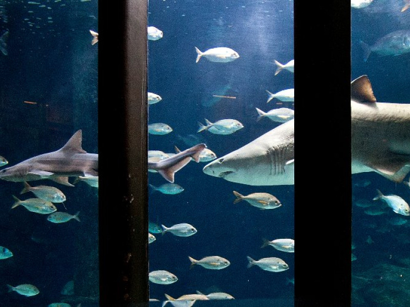 Aquarium Finisterrae de A Coruña