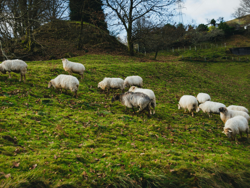 Ovejas en el campo