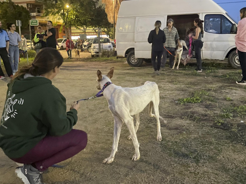 Un perro, en el campo de fútbol habilitado para animales salvados de la DANA en Valencia